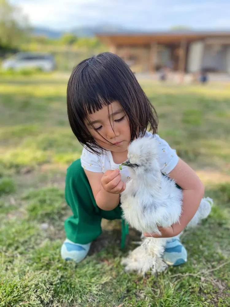白いニワトリをだっこして草をあげる女の子